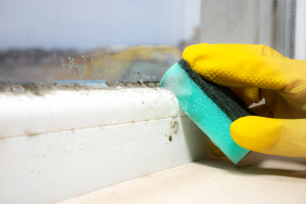 Insurance-Related Mold Remediation